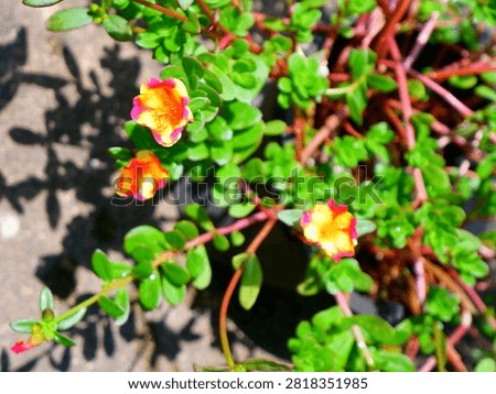 a close-up shot capturing a vibrant bi-color pink and yellow Portulaca aka moss rose japanese rose flower blooming among fleshy green succulent leaves in bright sunlight.
