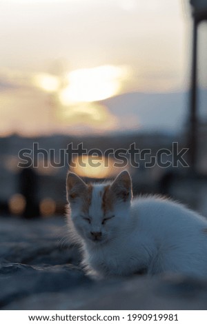 Similar – Image, Stock Photo paw cloud Sky Clouds