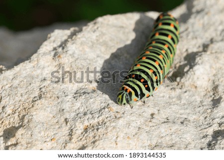 Similar – Foto Bild Schmetterling Schwalbenschwanz Butterfly swallowtail