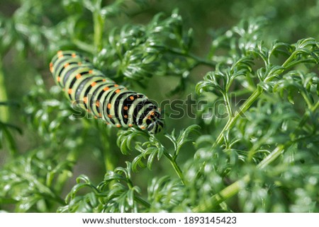 Similar – Foto Bild Schmetterling Schwalbenschwanz Butterfly swallowtail