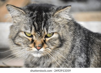 A close-up shot of a cat's face with a serious expression. The intense gaze and composed features capture the cat's focused and dignified demeanor, revealing its intriguing personality - Powered by Shutterstock