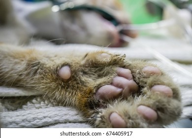 Closeup Shot Of The Cat's Paws, That 's The Placement Of A Tube That Extends From The Oral Cavity Into The Trachea (endotracheal Intubation).