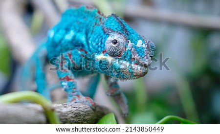 A closeup shot of a chameleon on a plant