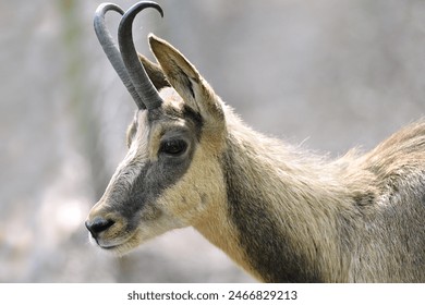 Close-up shot of a Chamois (Rupicapra rupicapra) standing on rocky terrain in its natural alpine habitat. This mountain goat is a native species to the European mountains. - Powered by Shutterstock