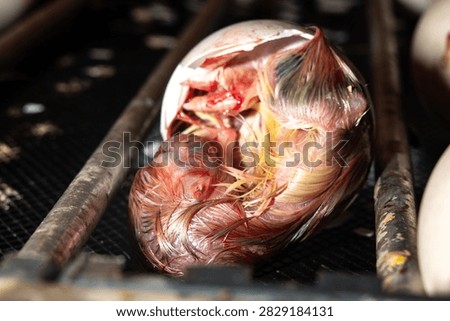 Close-up shot of a chick embryo hatching inside a broken egg placed on a commercial hatchery incubator rack. Concept of poultry farming, embryology, incubation, and animal birth.