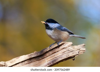 A closeup shot of a chickadee bird on a wooden branch