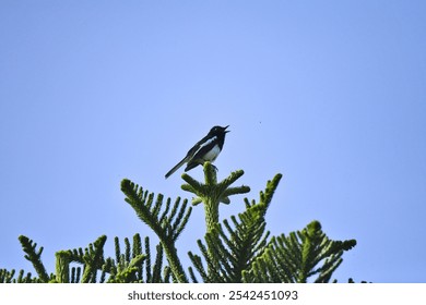 A closeup shot of a chickadee bird perched on a conifer tree branch - Powered by Shutterstock