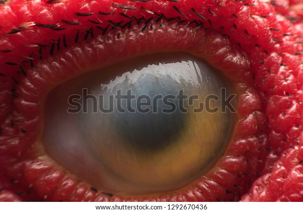 Closeup\
shot of chicken eye covered by thin layer (third eyelid or\
nictitating membrane). The thin layer (like film) covered chicken\'s\
eye for a short time after chicken blinked\
eye.