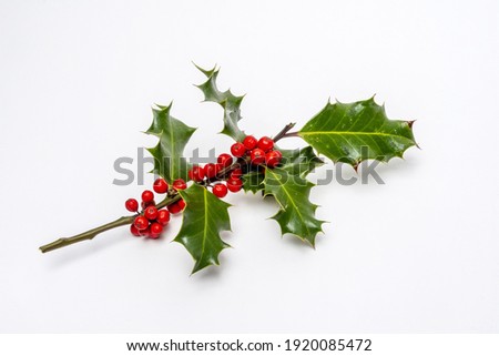 A closeup shot of Christmas holly plant branch decoration with ripe red berries isolated on a white background