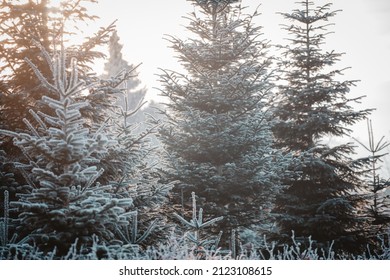 A closeup shot of Christmas trees on a light background