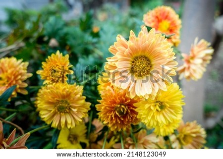A closeup shot of Chrysanthemums flowers and leaves. Sometimes called mums or chrysanths, are flowering plants of the genus Chrysanthemum in the family Asteraceae.