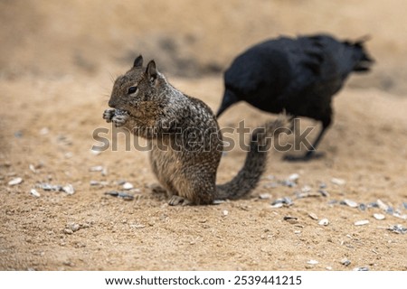 A closeup shot of a close encounter between a squirrel and crow as the squirrel eats a snack in the foreground