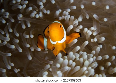 A Closeup Shot Of A Clown Fish Swimming Around Reefs At The Great Barrier Reef, Cairns, Queensland, Australia