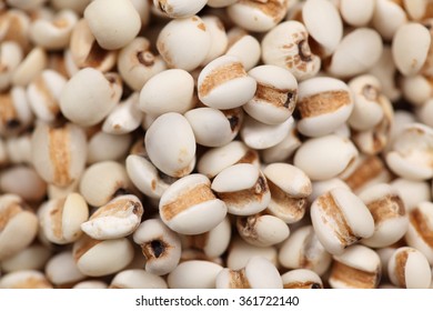 Closeup Shot Of Coix Seeds