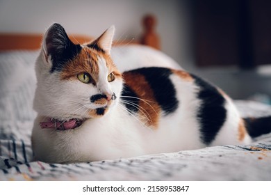 A closeup shot of a colorful domestic cat lying on the bed on a blurred background