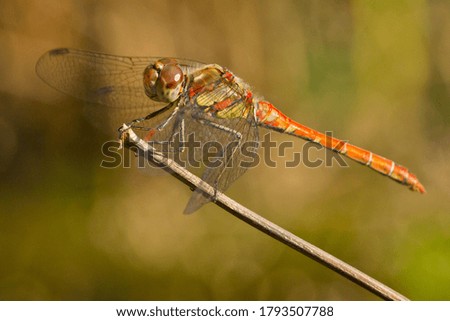 Similar – Close-up of a dragonfly sitting on a poppy seed capsule