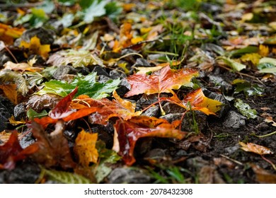 A Closeup Shot Of Colorful Fall Leaves On A Muddy Surface