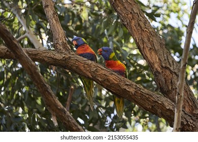 A Close-up Shot Of Colorful And Famous Parrots On The Branch At Monash University
