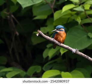 A closeup shot of a colorful Kingfisher perched on the tree branch - Powered by Shutterstock