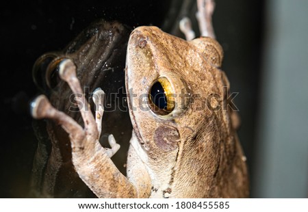 closeup shot of common bush frog rest on glass window
