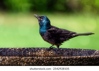 A closeup shot of a common grackle bird perched on a rough surface - Powered by Shutterstock