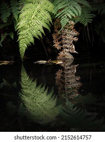 A Closeup Shot Of A Common Ladyfern Plant With Its Reflection On The Water