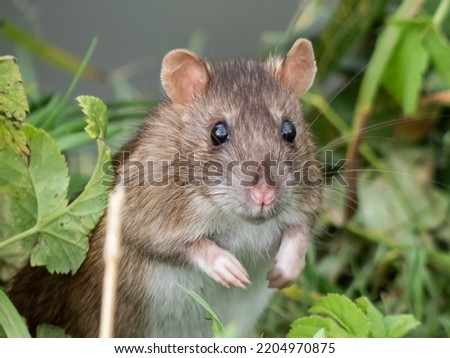 Close-up shot of the Common rat (Rattus norvegicus) with dark grey and brown fur standing on back paws in the green grass