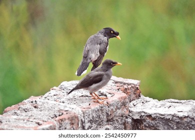 A closeup shot of common true thrush birds perched on a rock - Powered by Shutterstock