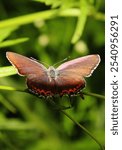 A closeup shot of a coral hairstreak butterfly on a green plant