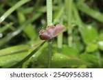 A closeup shot of a coral hairstreak butterfly on a green plant