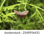 A closeup shot of a coral hairstreak butterfly on a green plant