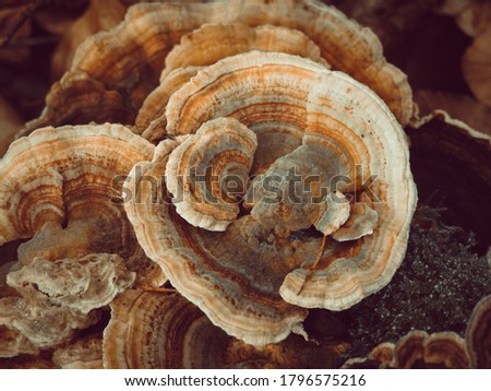 A closeup shot of a Coriolus Versicolor, a common polypore mushroom