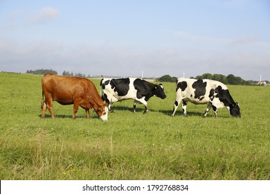 A closeup shot of cows grazing in a field on a sunny afternoon