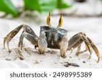 A close-up shot of a crab on a sandy beach. Funny animals in wildlife