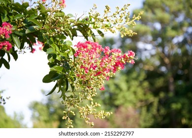 A Closeup Shot Of A Crapemyrtle Flower In The Garden