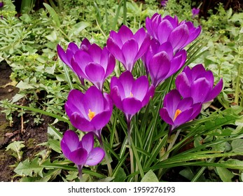 A closeup shot of Crocus tommasinianus 'ruby giant' (early crocus)
