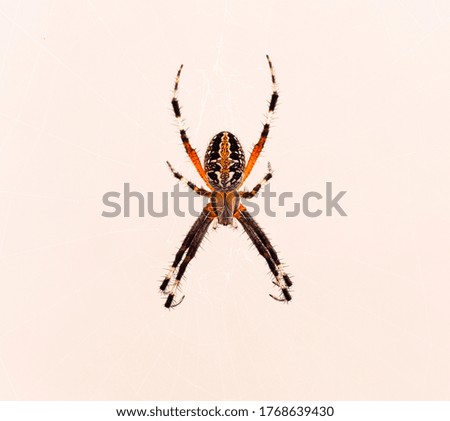 Image, Stock Photo cross spider Animal Spider