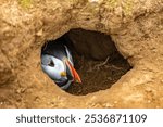 A closeup shot of a cute Atlantic puffin looking out of its burrow