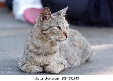 Close-up shot of cute brown cat sitting on the floor with different poses