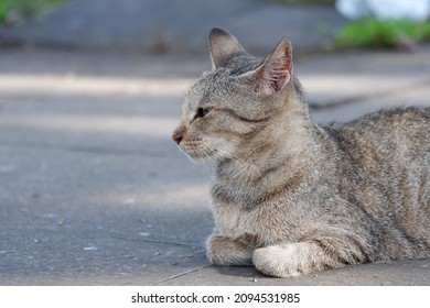Close-up shot of cute brown cat sitting on the floor with different poses