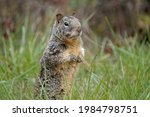 A closeup shot of a cute California ground squirrel