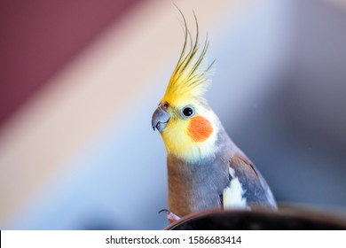 A closeup shot of a cute cockatiel parrot on a blurred background
