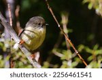A close-up shot of a cute female Tomtit or Miromiro (Petroica macrocephala) sitting on a bush, New Zealand endemic