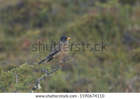 A closeup shot of a cute horned lark bird sitting on a branch with blurred background