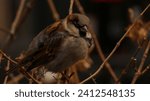 A closeup shot of a cute house sparrow (Passer domesticus) resting on the tree branch on the blurred background