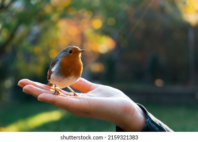 A Closeup Shot Of A Cute, Little Bird Staying On A Girl's Hand