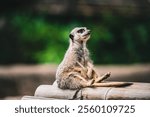 A closeup shot of a cute meerkat on a blurred background