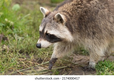 1,860 Raccoon Zoo Closeup Images, Stock Photos & Vectors | Shutterstock