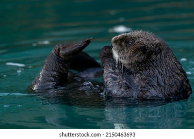 A Closeup Shot Of A Cute Sea Otter In The Water