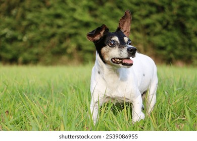 A closeup shot of a cute small brown and white dog in a field of tall green grass - Powered by Shutterstock